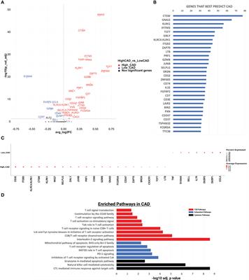 Single cell transcriptomics reveals recent CD8T cell receptor signaling in patients with coronary artery disease